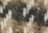 Travertine - Beige