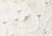 Egret Lace - Branco